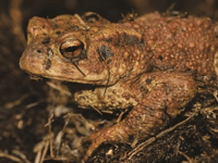 Frog and toad spawn counters needed