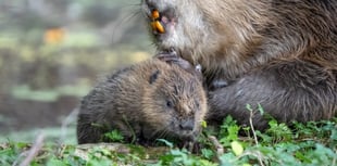 Heat is on politicians to act as Exmoor estate feels changing climate