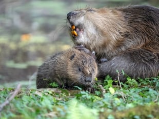 Heat is on politicians to act as Exmoor estate feels changing climate