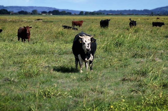 Cattle on salt marshes near the River Parrett.