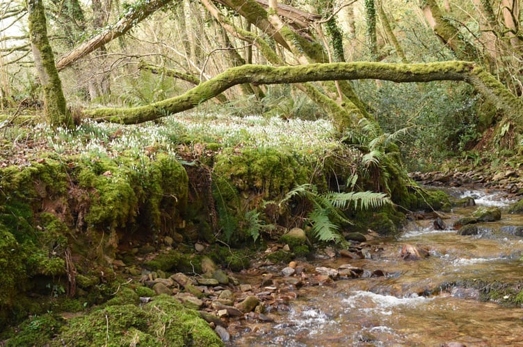 Snowdrop Valley, near Wheddon Cross, on Exmoor.
