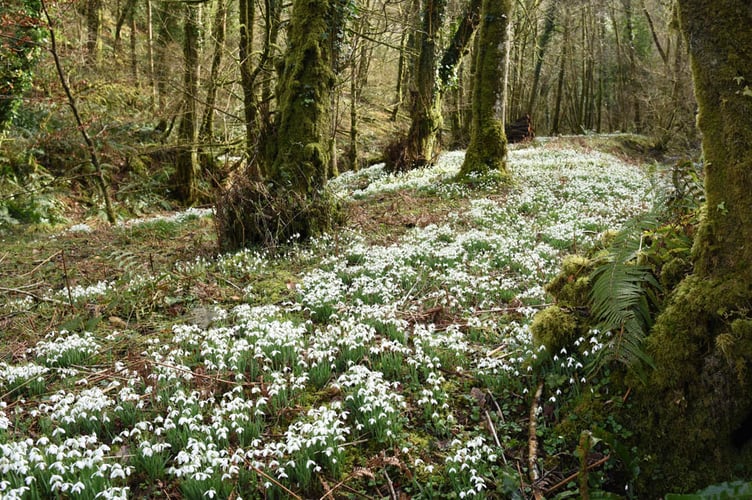 A typical Snowdrop Valley scene on Exmoor.