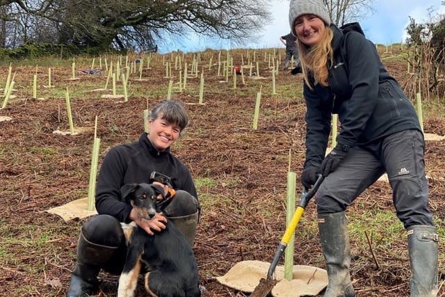 Some of the early planting of Exmoor National Park Authority's Kingswood.