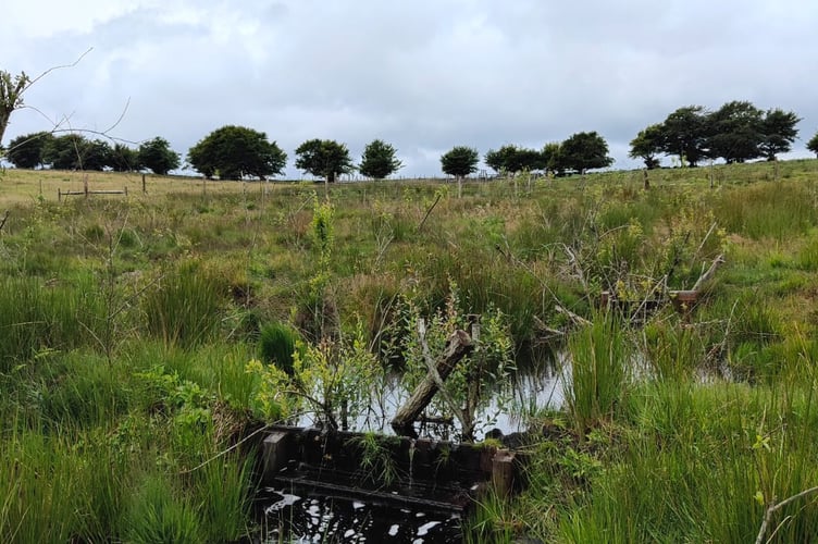 Leaky wooden blocks with new willow planting which have been installed as part of a peatland restoration project on Exmoor.