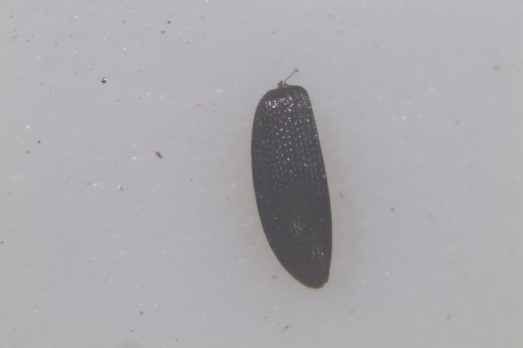 A microscope view of a beetle wing (Hydraeana riparia) found at Alderman's Barrow Allotment, on Exmoor.