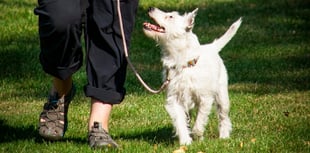 COMMENT: 'Entitled dogs owners on Facebook need to have a day off'