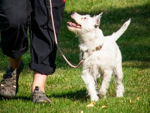 COMMENT: 'Entitled dogs owners on Facebook need to have a day off'
