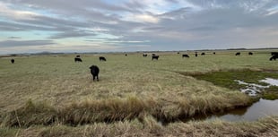Cattle grazing to help improve salt marshes habitat