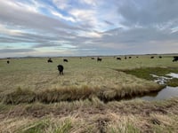 Cattle grazing to help improve salt marshes habitat