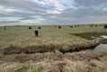 Cattle grazing to help improve salt marshes habitat