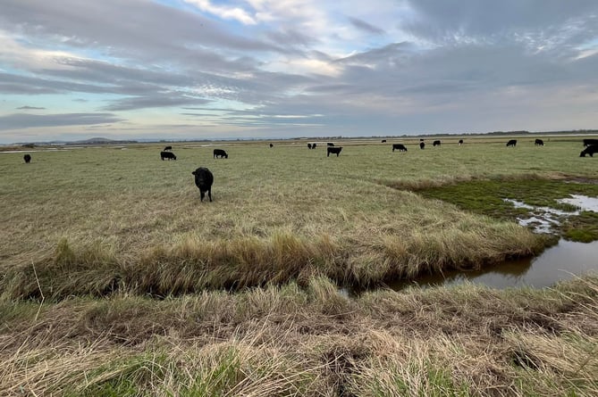 Blue Carbon Angus beef cattle have returned to graze Steart salt marshes for first time in 30 years.