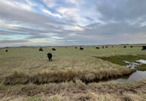 Blue Carbon Farming Angus beef cattle graze Steart salt marshes again after 30 years