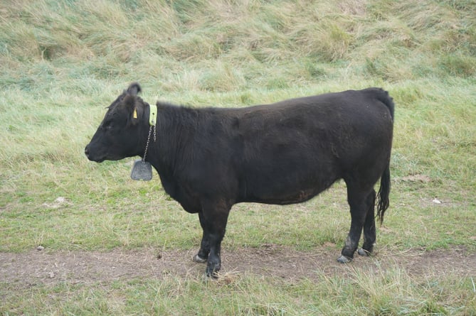 A Blue Carbon Farming Angus cow wearing a GPS 'no-fence' collar on Steart marshes.