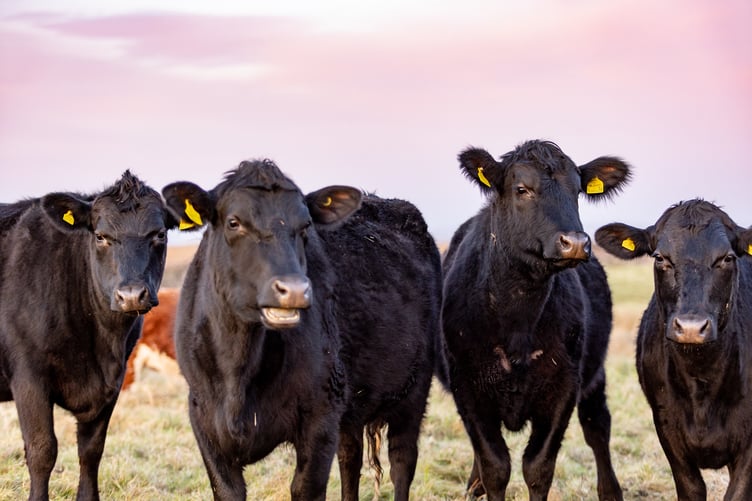 Some of the Blue Carbon Farming Company Angus beef cattle which are helping to improve the habitat of Steart salt marshes.