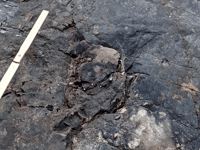 World's earliest tree fossils found in West Somerset