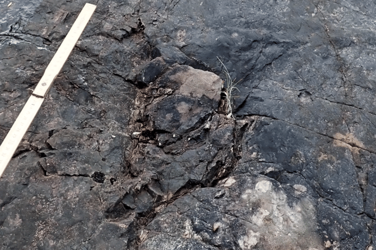 A fossilised stump of the earliest trees ever discovered, on the coast of Exmoor.