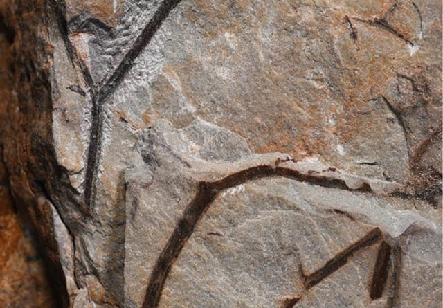 A palm-like tree fossil found on the Exmoor coast. 