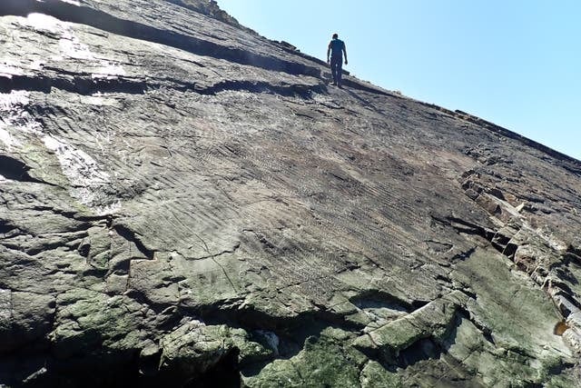 Ripple marks visible in rocks on the fossilised forest floor.