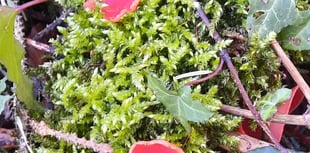 West Somerset Free Press Community News