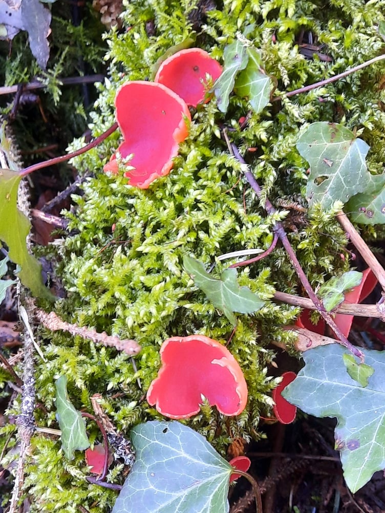 Scarlet Elf Cap Fungi on a walk up to Prescott Exford