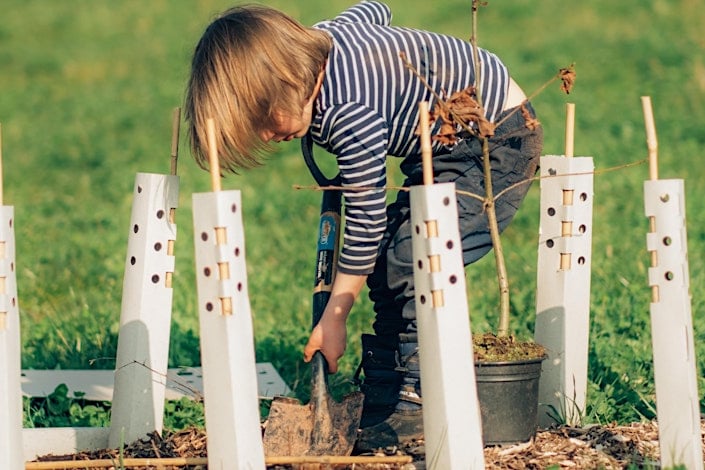 Volunteer tree planting