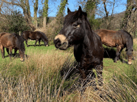 Pony poo compost helping to secure breed's future