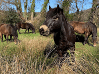 Pony poo compost helping to secure breed's future