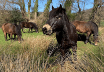 Compost made from poo of Exmoor Ponies raises funds to protect future of breed