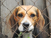 Exmoor man handed £10,000 fine for unlicensed dog breeding