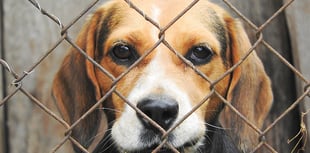 Exmoor man handed £10,000 fine for unlicensed dog breeding