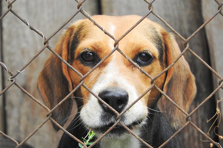 An Exmoor man has been handed a £10,000 fine for breeding dogs without a license (generic image)