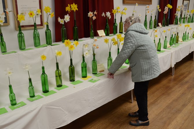 Seventy green wine bottles with daffodils featured in Bicknoller's spring flower show.