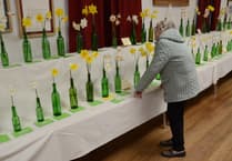 Daffodils in green wine bottles star in Bicknoller spring flower show