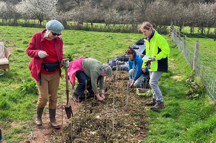 Volunteers at work planting a wild harvest hedge on exmoor for Good Vibe Veg.