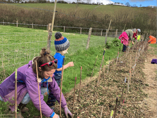Wild harvest hedge planted by volunteer market gardeners