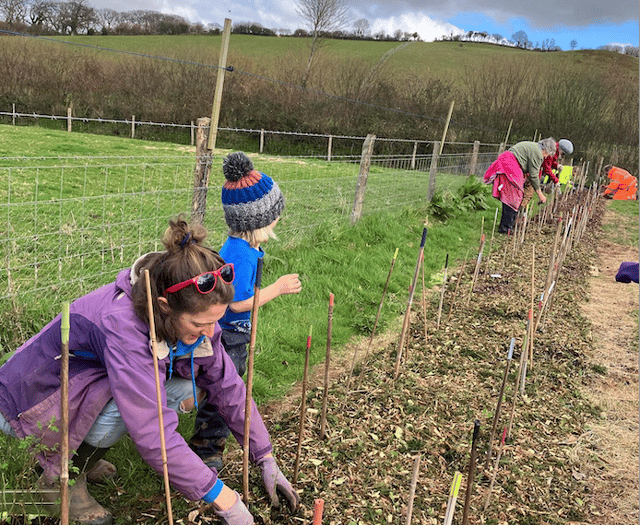 Wild harvest hedge planted by volunteer market gardeners
