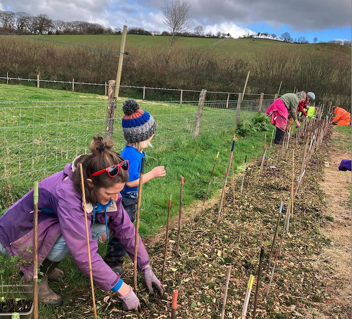 Good Vibe Veg's wild harvest hedge being planted in Horner, near Porlock