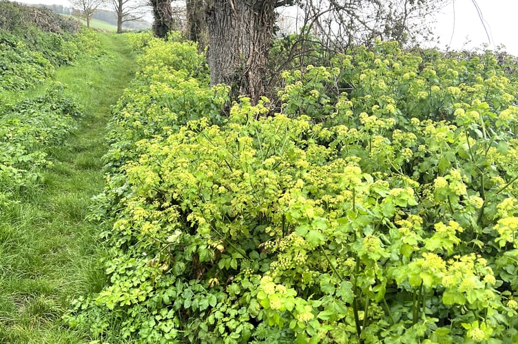 This year's bumper crop of Horse Parsley in a Blue Anchor lane
