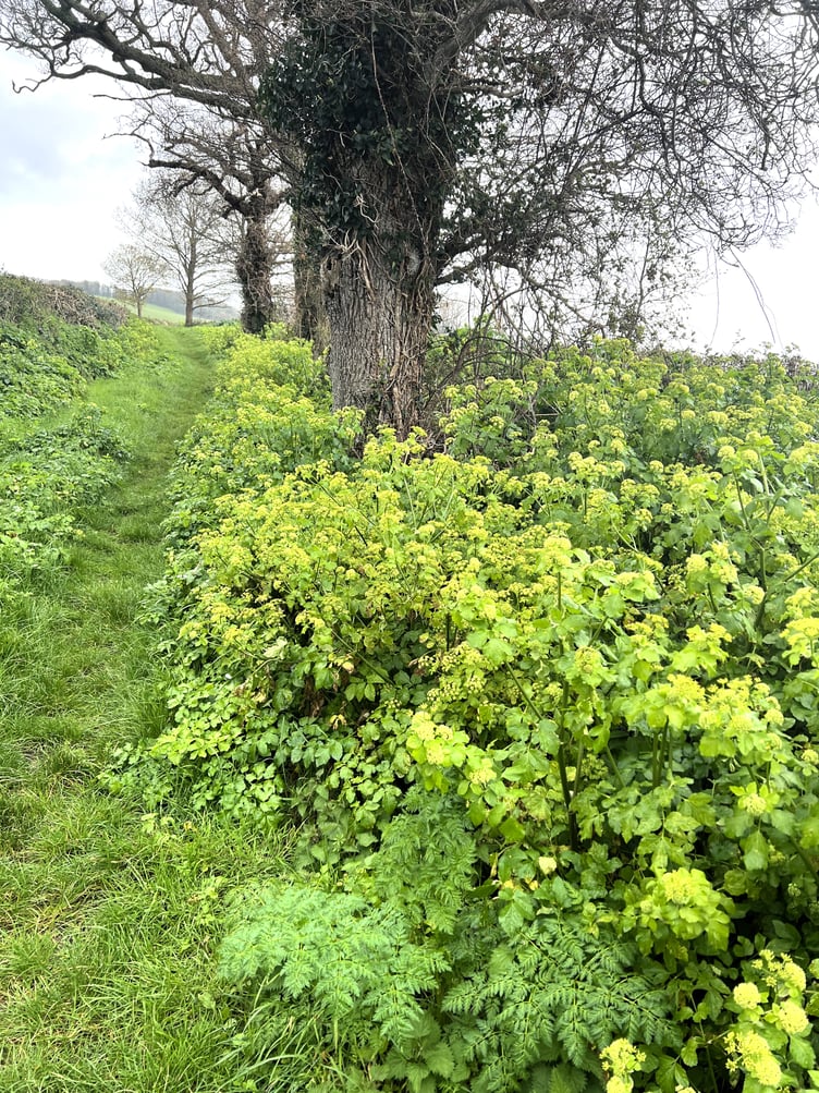 This year's bumper crop of Horse Parsley in a Blue Anchor lane