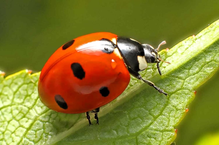 Welcome ladybirds into the garden