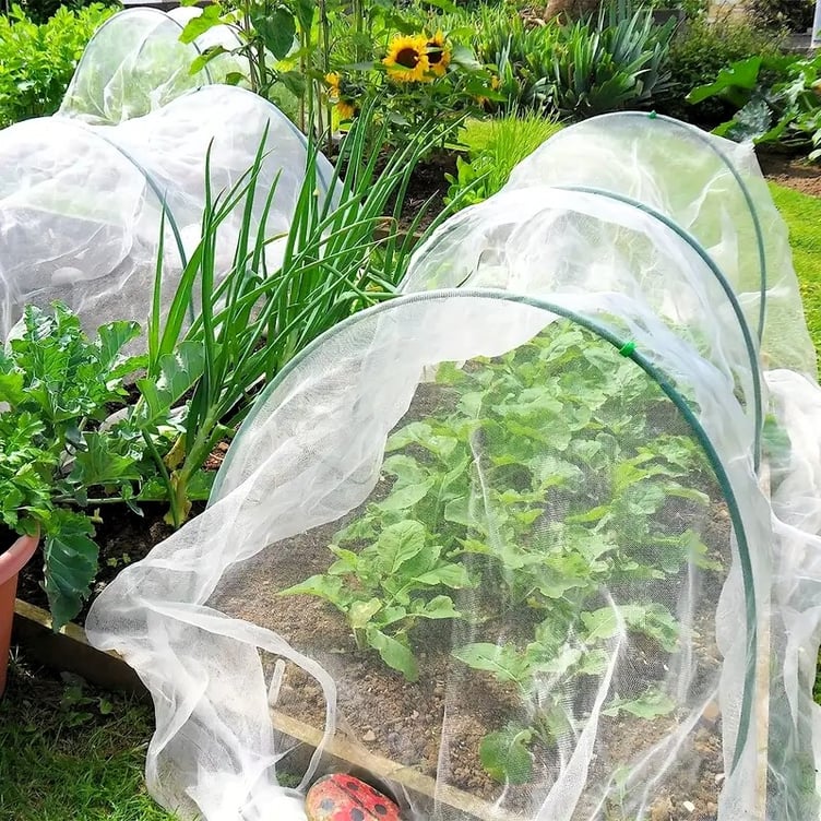 Protect vulnerable crops with light fabric mesh