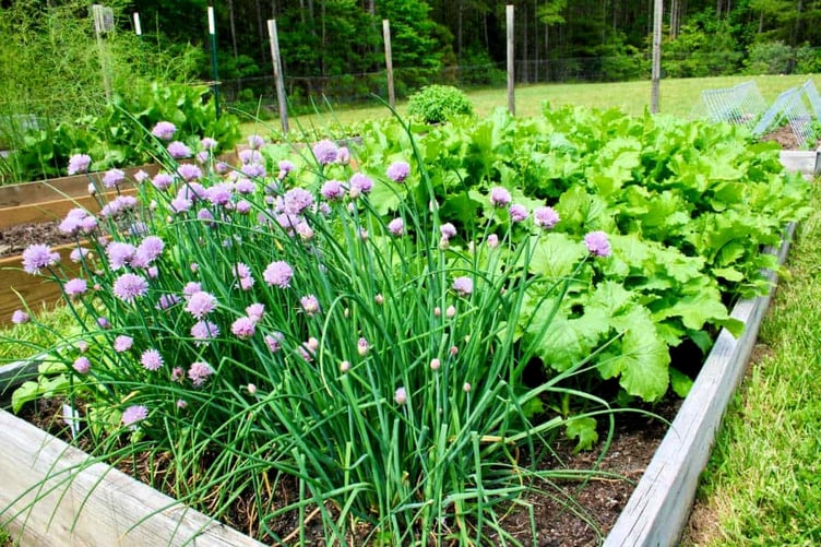 Chives attract beneficial insects.