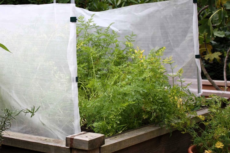 Carrot fly barriers will protect crops.