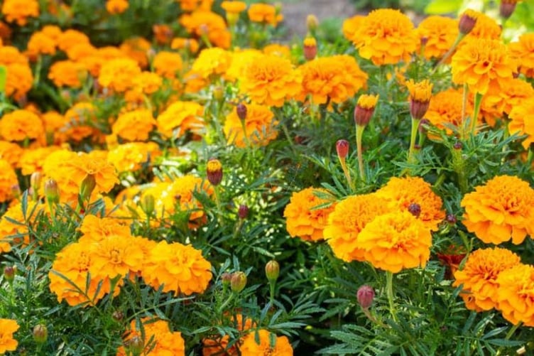 Companion-plant marigolds to protect tomatoes.