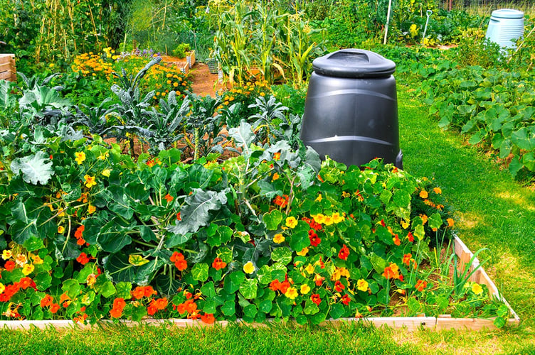 Nasturtiums are claimed to send white fly packing.