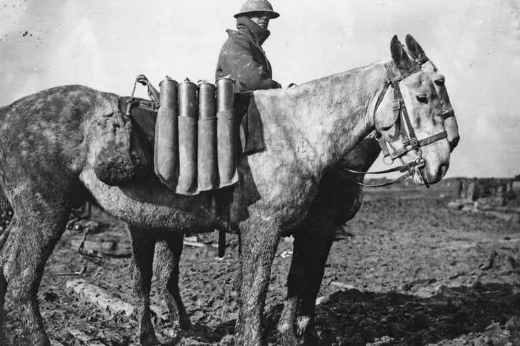 A mule carries artillery shells.