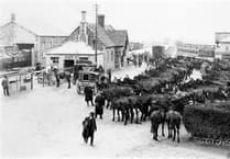 LOOKING BACK: When Minehead’s Mules Went To War