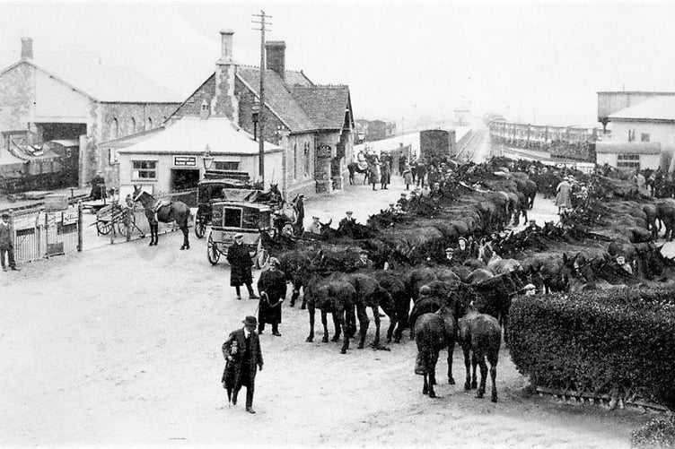 At Minehead station, after training, the mules wait to be sent to war.