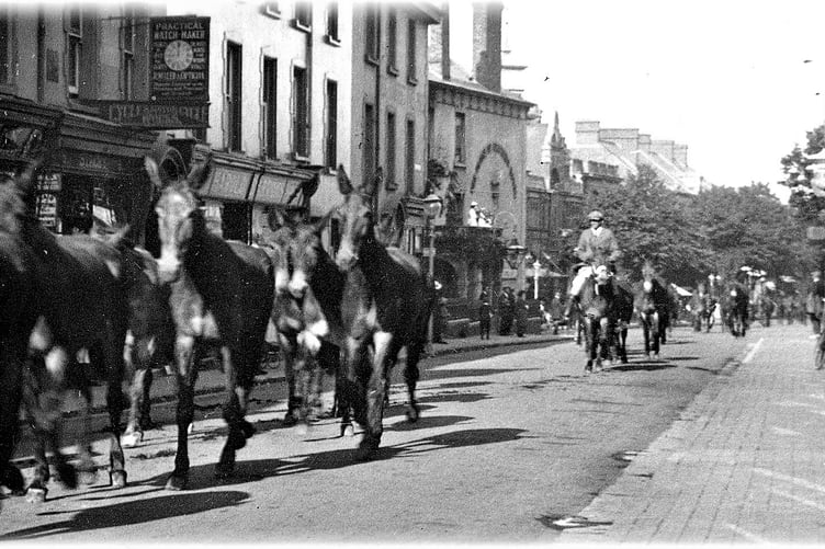 Mules are driven through the town