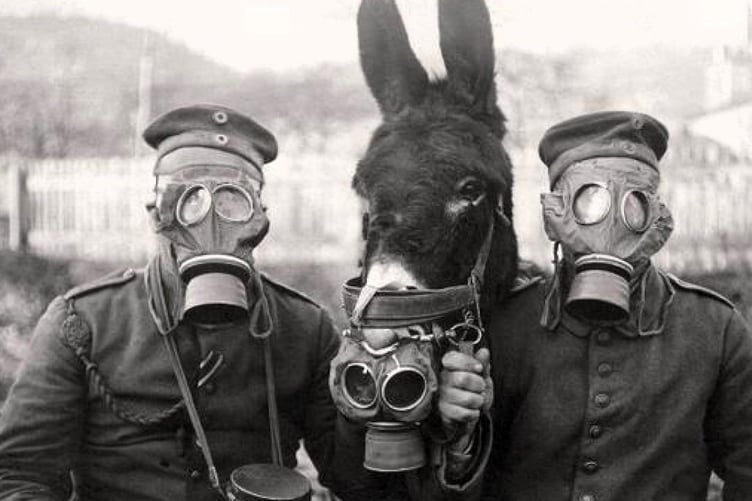A mule equipped with a gas mask